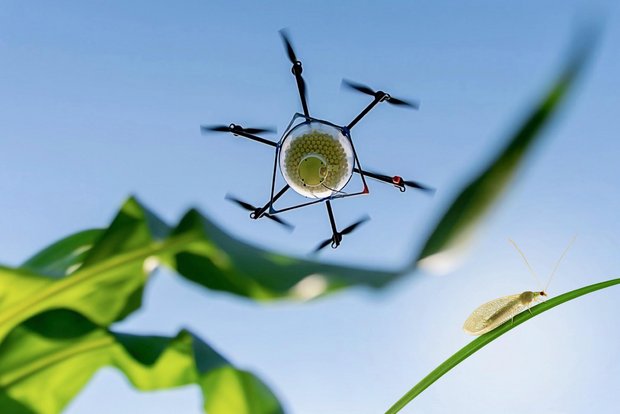Mit einer Drohne werden Schlupfwespen-Eier gegen den Schädling Maiszünsler ausgebracht. (Bild: Agroline)