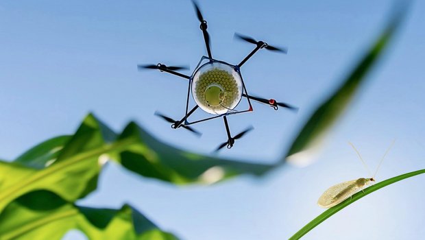 Mit einer Drohne werden Schlupfwespen-Eier gegen den Schädling Maiszünsler ausgebracht. (Bild: Agroline)