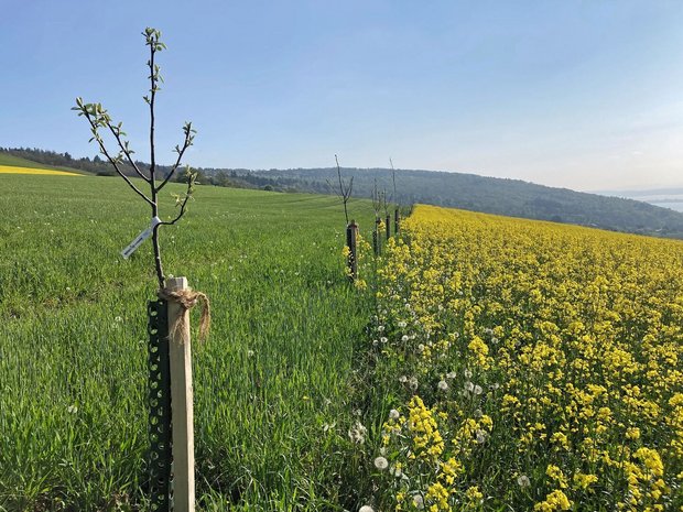 Wohin des Weges? FiB Wohin des Weges? FiBL-ForscherInnen arbeiten eng mit den ProduzentInnen zusammen und untersuchen innovative Formen der Landwirtschaft.