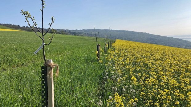 Wohin des Weges? FiBL-ForscherInnen arbeiten eng mit den ProduzentInnen zusammen und untersuchen innovative Formen der Landwirtschaft.