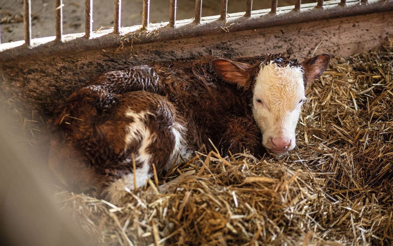 Ein neugeborenes Kalb liegt mit noch nassem Fell im Stroh.