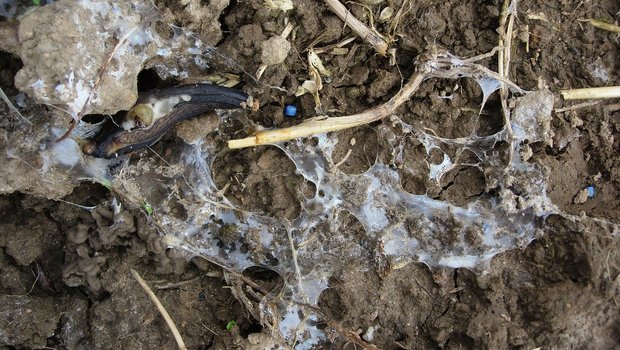 Auch im Raps richten Schnecken Schaden an. Schneckenkörner sind aber meist nicht flächendeckend nötig. Bild: Manuel Peter