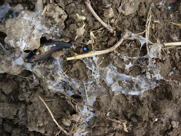 Schadschnecken im Raps Auch im Raps richten Schnecken Schaden an. Schneckenkörner sind aber meist nicht flächendeckend nötig. Bild: Manuel Peter