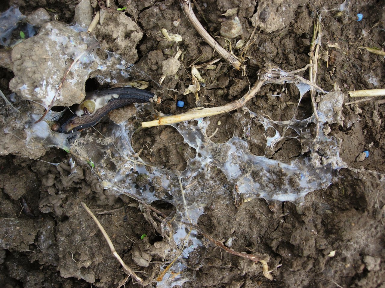 Auch im Raps richten Schnecken Schaden an. Schneckenkörner sind aber meist nicht flächendeckend nötig. Bild: Manuel Peter