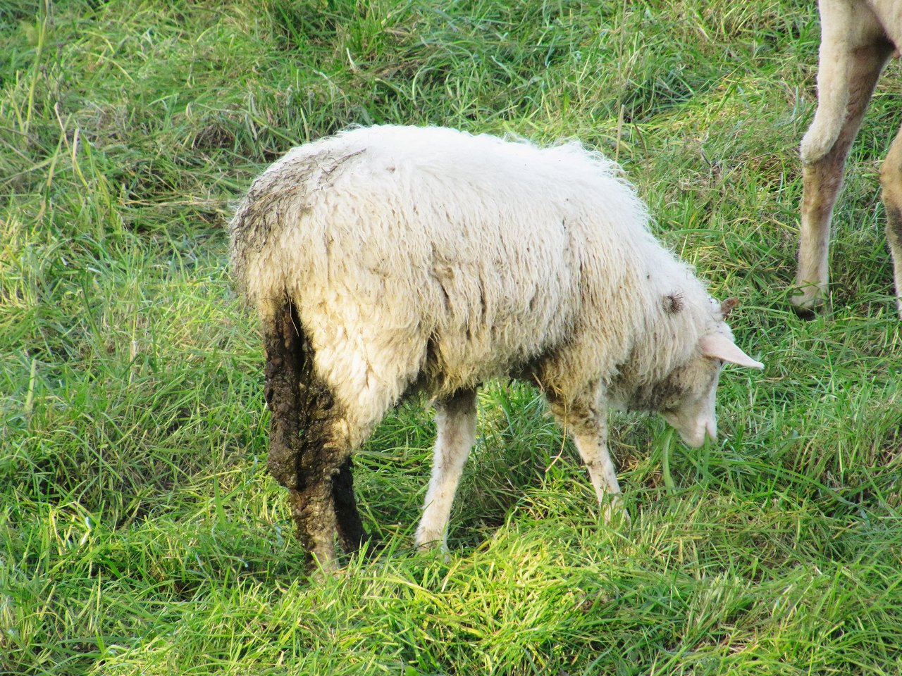 Durchfall ist oft ein Symptom von starker Verwurmung. Bild: BGK