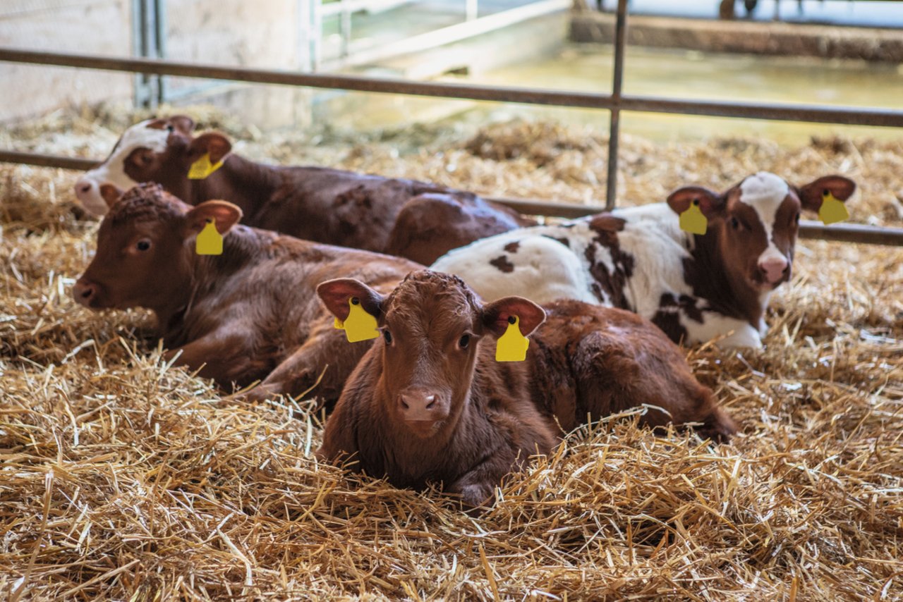 Gesunde, aufmerksame Kälber haben ein glänzendes Fell. Auch beim Liegen stellen sie die Ohren auf. Wenn Landwirte ihre Tiere aufmerksam beobachten, erkennen sie erste Krankheitssignale an verschiedenen Körpersignalen. Bild: Pia Neuenschwander