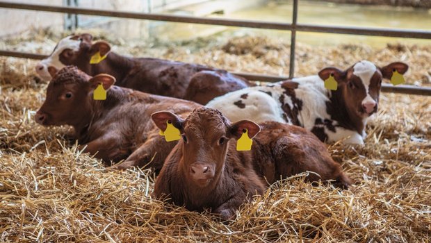 Gesunde, aufmerksame Kälber haben ein glänzendes Fell. Auch beim Liegen stellen sie die Ohren auf. Wenn Landwirte ihre Tiere aufmerksam beobachten, erkennen sie erste Krankheitssignale an verschiedenen Körpersignalen. Bild: Pia Neuenschwander