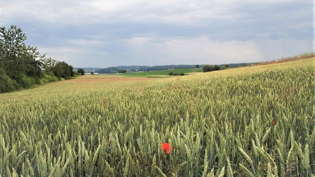 Bio-Weizenfeld im Kanton Aargau