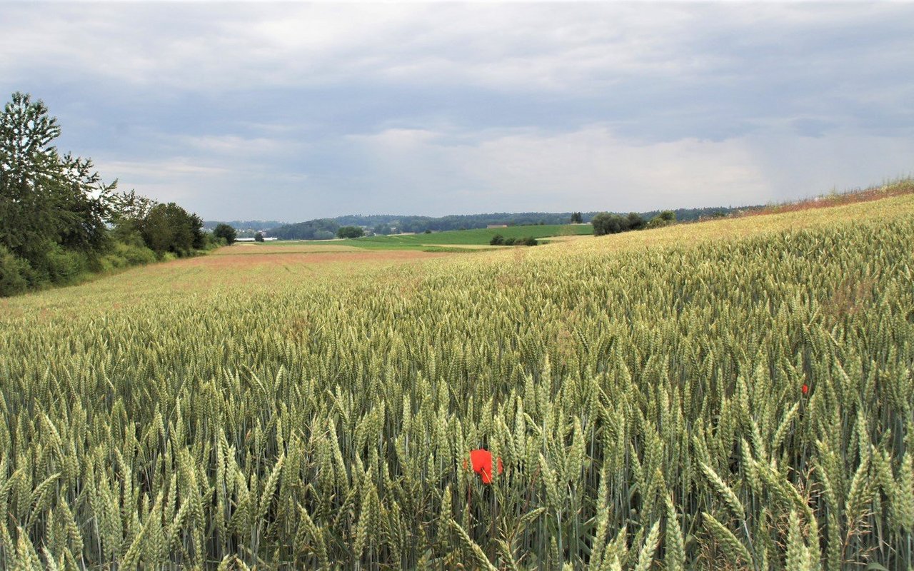 Bio-Weizenfeld im Kanton Aargau