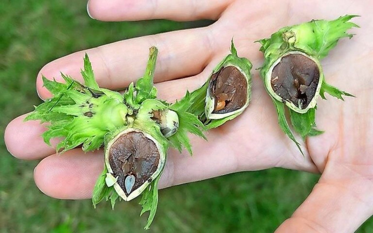 Durch Braunfleckenkrankheit befallene Haselnüsse im Zeitraum von Mitte Juli. Erste Symptome sehen aus wie Insektenstiche. 