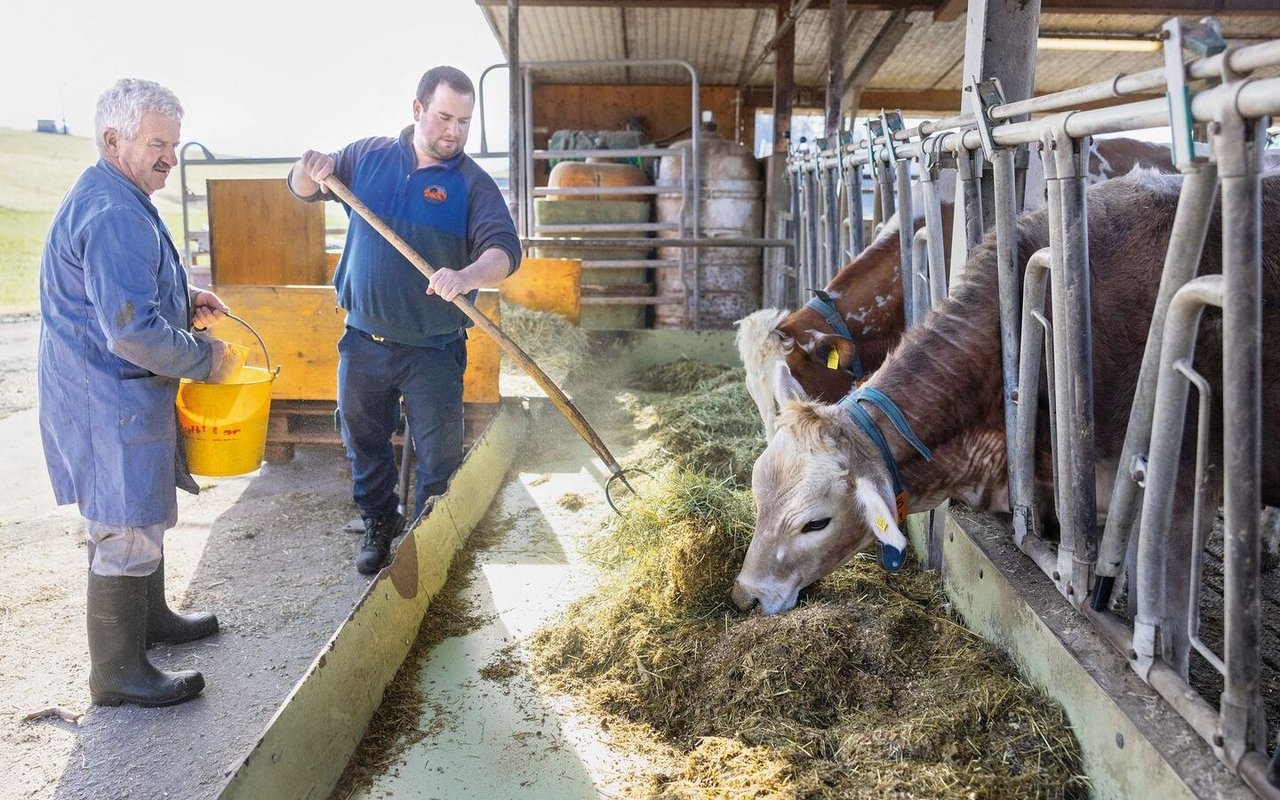 Familie Duperrex hält drei Milchrassen: Braunvieh, Holstein und Red Holstein. Eine Totalmischration kommt deshalb nicht in Frage: «Die Braunen würden verfetten oder die Red Holstein und Holstein wären unterversorgt», erklärt Jean-Jacques Duperrex.