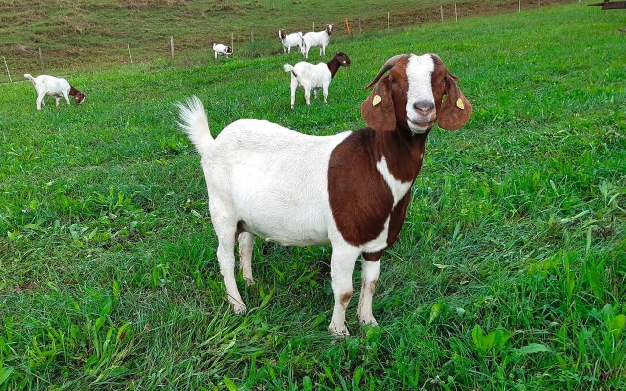 Eine erwachsene Ziege steht auf der Weide.