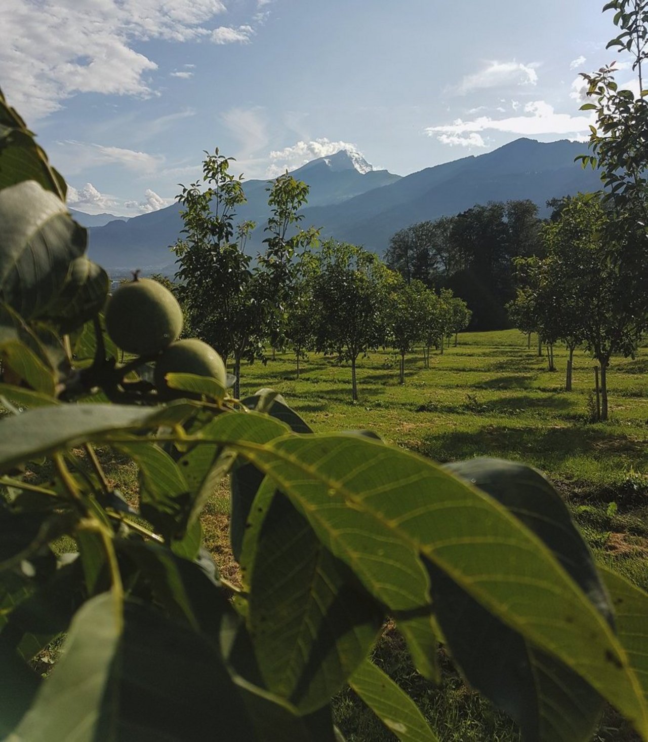 Im Bündner Dorf Malans GR wachsen 1300 Walnuss-Bäume. Bild: Johannes Janggen