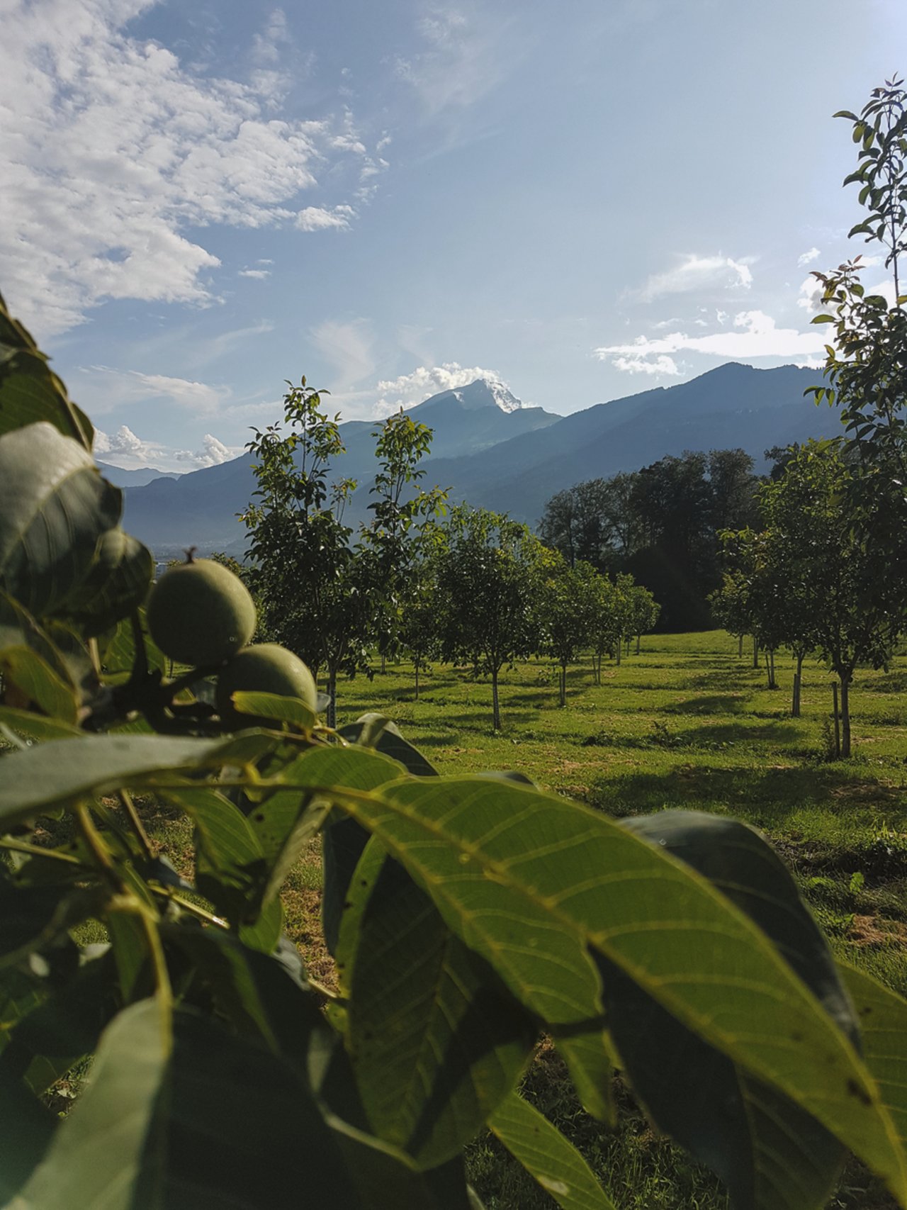 Im Bündner Dorf Malans GR wachsen 1300 Walnuss-Bäume. Bild: Johannes Janggen