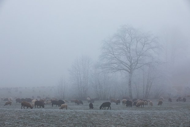 Die Schafe u¨berweiden wa¨hrend der Wanderzeit rund 13'000 ha. Bild: Pia Neuenschwander 