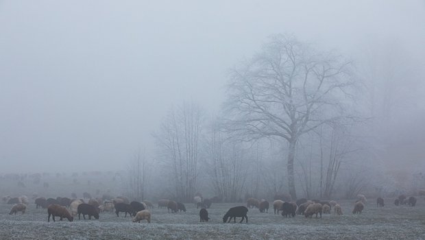 Die Schafe u¨berweiden wa¨hrend der Wanderzeit rund 13'000 ha. Bild: Pia Neuenschwander 
