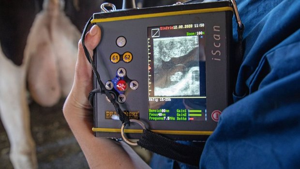 Eine Tierärztin zeigt auf dem Monitor das Ultraschallbild.