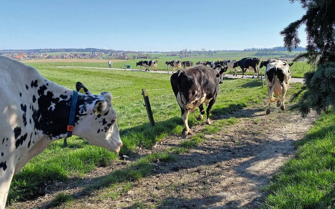 Milchkühe gehen auf einem Treibweg entlang einer Weide.