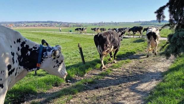 Milchkühe gehen auf einem Treibweg entlang einer Weide.