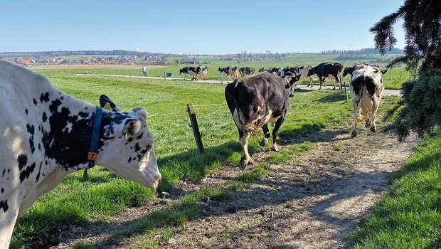 Befestigte Treibwege Milchkühe gehen auf einem Treibweg entlang einer Weide.