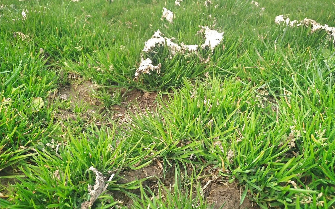 Vertrocknete Güllereste gelangen bei der Ernte ins Futter.