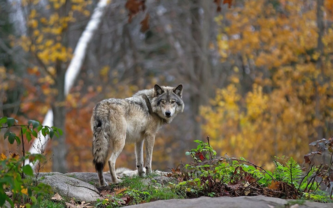 Ein Wolf steht im herbstlich gefärbten Wald.