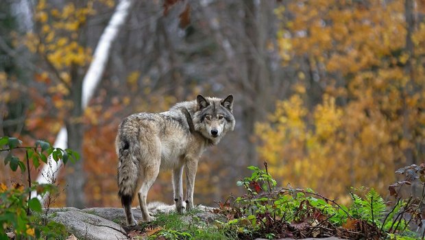 Ein Wolf steht im herbstlich gefärbten Wald.