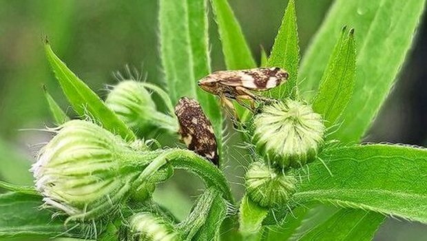 Die Wiesenschaumzikade verbreitet die Xylella-fastidiosa-Bakterien. Diese gefährden mehr als 700 Pflanzenarten.
