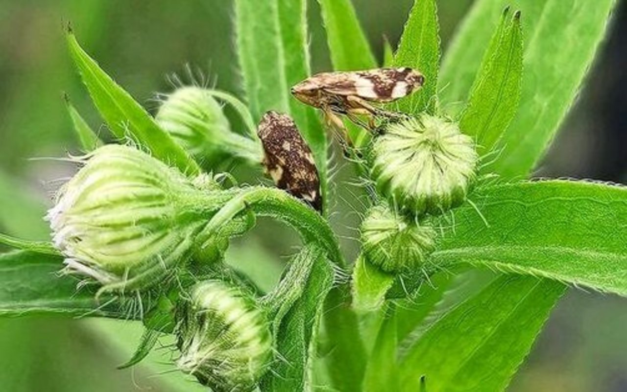 Die Wiesenschaumzikade verbreitet die Xylella-fastidiosa-Bakterien. Diese gefährden mehr als 700 Pflanzenarten.