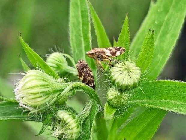 Die Wiesenschaumzikade verbreitet die Xylella-fastidiosa-Bakterien. Diese gefährden mehr als 700 Pflanzenarten.