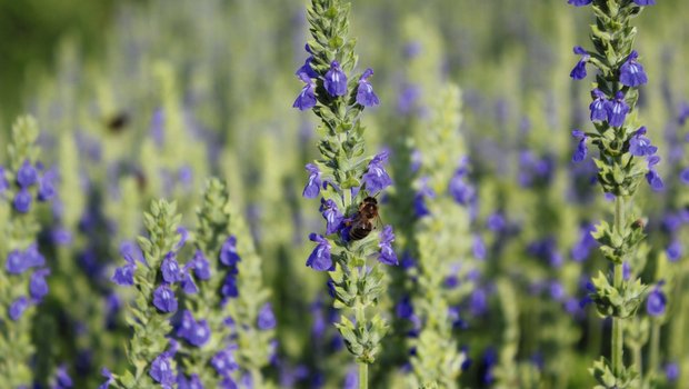 Gesät wird Chia im April, geerntet Mitte September. Die zirka ein Meter hohe Pflanze blüht blau. Die blauen Chia-Felder verschönern von Mitte Juli bis Ende August die Landschaft und sind eine Bienenweide.Bild: Joachim Keller/St. Galler Saatzuchtgenossenschaft