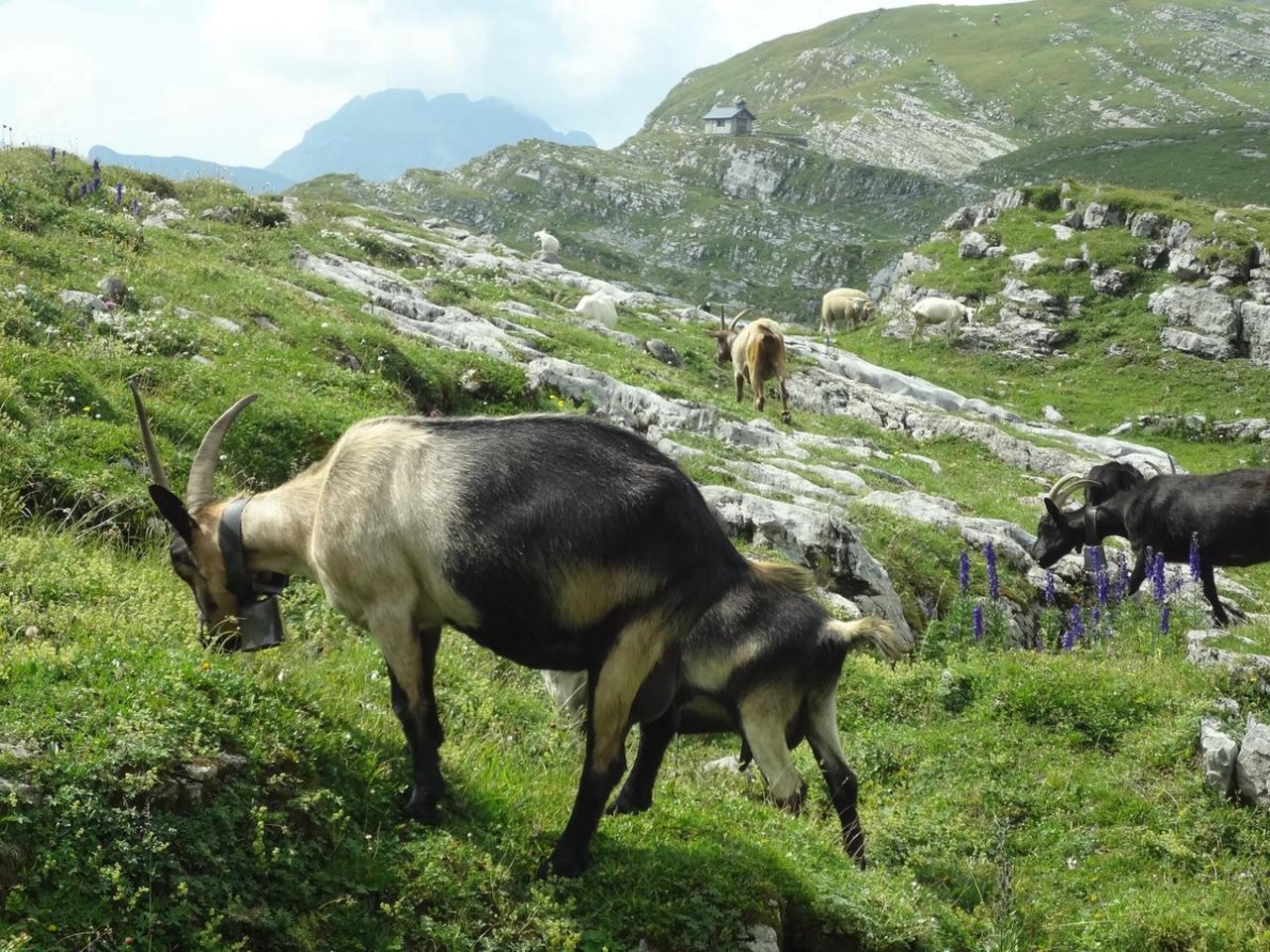 Auf der Glattalp SZ verbringen Ziegen und Schafe zusammen den Alpsommer. Bild: BauernZeitung