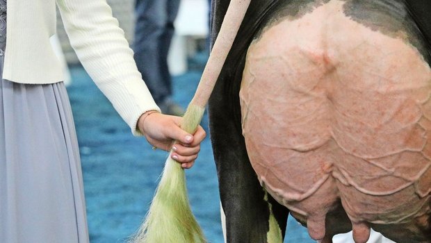 Der Organisator der Swiss Expo 2024 in Genf wurde wegen Tiermisshandlungen verurteilt. Gegenüber der Westschweizer Zeitung «24 heures» zeigte sich Jacques Rey «verblüfft».  