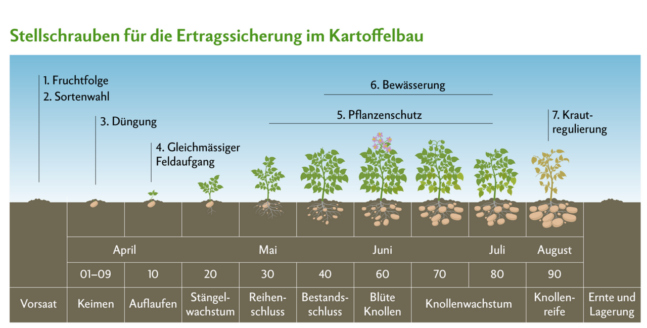 Fruchtfolge, Sortenwahl, Düngung, Feldaufgang, Pflanzenschutz, Bewässerung, Krautregulierung sowie Ernte und Lagerung sind zentrale Stellschrauben, welche die Wirtschaftlichkeit massgeblich beeinflussen können.