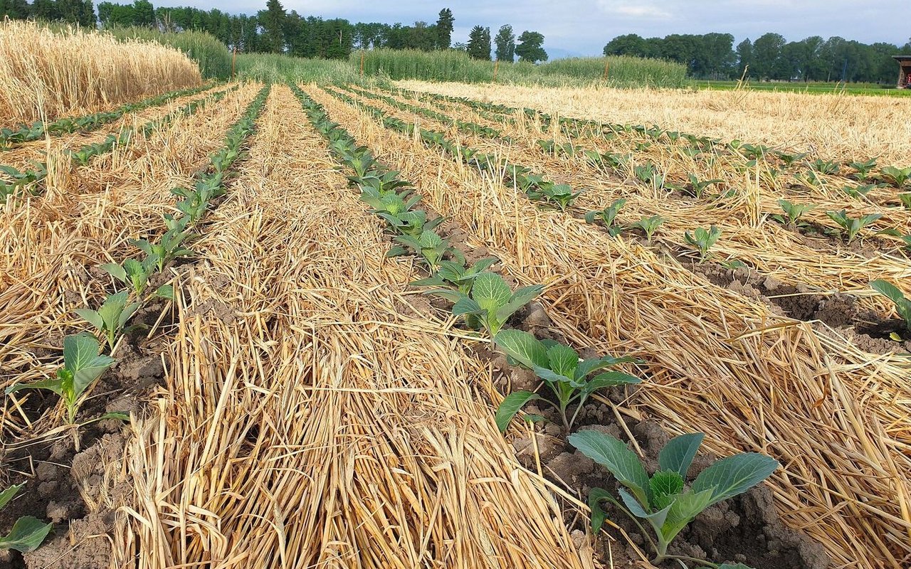 Kohlanbau, angelegt mit Strip-Till-System in nicht-überwinternder Gründüngung, die von einer Faca-Walze auf den Boden gelegt wurde