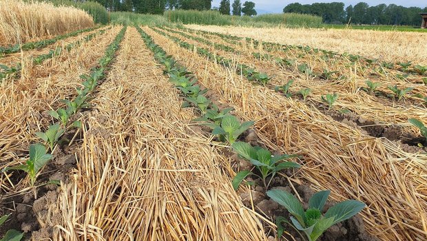 Kohlanbau, angelegt mit Strip-Till-System in nicht-überwinternder Gründüngung, die von einer Faca-Walze auf den Boden gelegt wurde