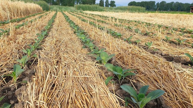 Kohlanbau, angelegt mit Strip-Till-System in nicht-überwinternder Gründüngung, die von einer Faca-Walze auf den Boden gelegt wurde