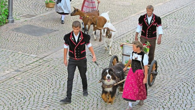 Viele verschiedenen Sujets wurden am Alpabzug präsentiert. Hier der Berner Sennenhund mit der «Bränte». 
