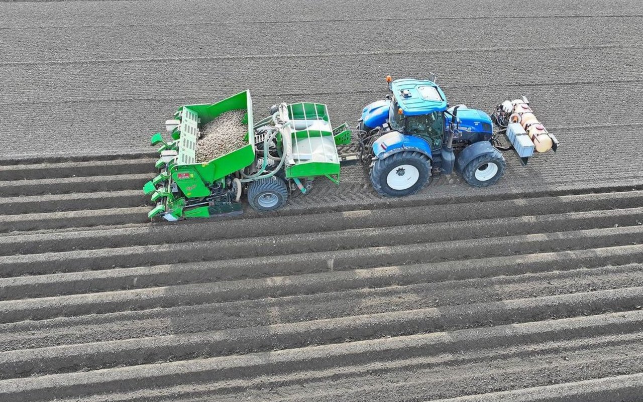2026 wurden 55 Hektaren weniger Frühkartoffeln gepflanzt, weil in den Lagern noch 33'000 Tonnen Speisekartoffeln aus der Vorjahresernte liegen. 