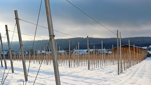 Auch im Obstbau stehen im Winter wichtige Arbeiten wie zum Beispiel der Winterschnitt oder die Personalplanung für die kommende Erntesaison an. 