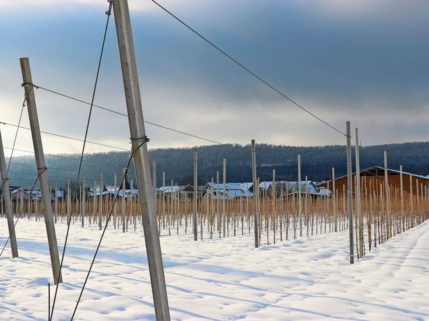 Auch im Obstbau stehen im Winter wichtige Arbeiten wie zum Beispiel der Winterschnitt oder die Personalplanung für die kommende Erntesaison an. 