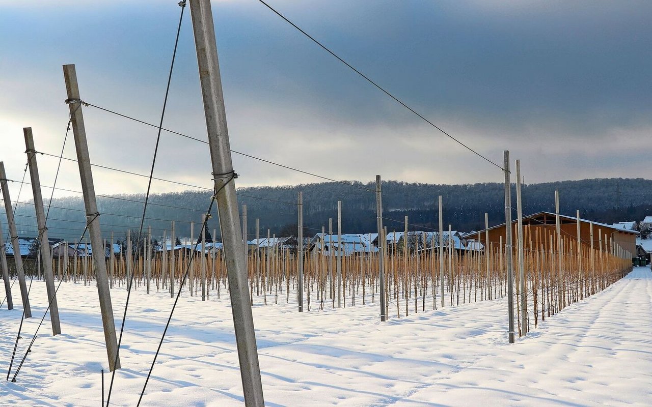 Auch im Obstbau stehen im Winter wichtige Arbeiten wie zum Beispiel der Winterschnitt oder die Personalplanung für die kommende Erntesaison an. 