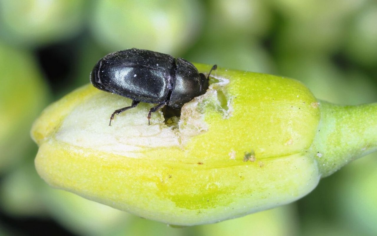 Rapsglanzkäfer auf Rapsblütenknospe