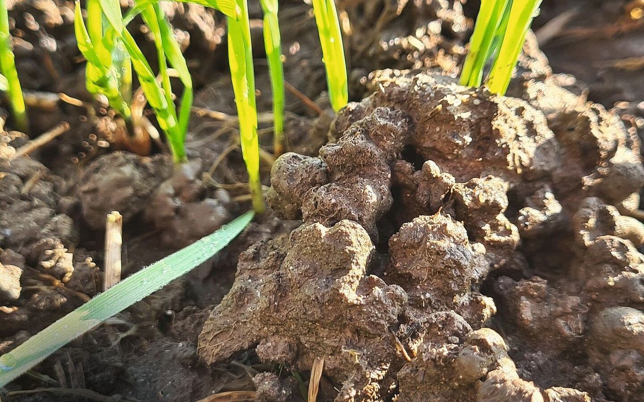 Fruchtbarer Boden ist für die Landwirtschaft unerlässlich, in der Politik aber ein vernachlässigtes Thema.