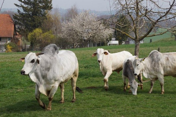 Zebus: Dank Hitzetoleranz ideale Kreuzungs-Tiere für Schweizer Rinder Die Zebuherde der Familie Lobsiger lebt in Wünnewil FR. Bild: Michael Götz