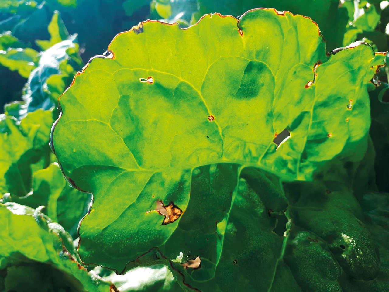 Pseudomonas-Flecken treten früher auf als Cercospora-Flecken. Sie sind grösser und weniger regelmässig in der Form. 