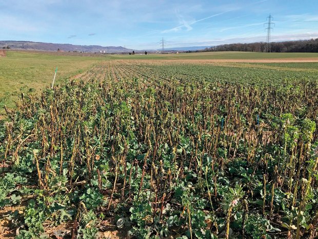 Agroscope: Raps mit Untersaat ist ein vielversprechender Ansatz für den Pflanzenschutz Raps-Untersaat mit der Begleitpflanze Ackerbohnen am Ende des Winters, Kontrollparzelle mit reinem Raps im Hintergrund. (Bild: Agroscope, I. Hiltpold)