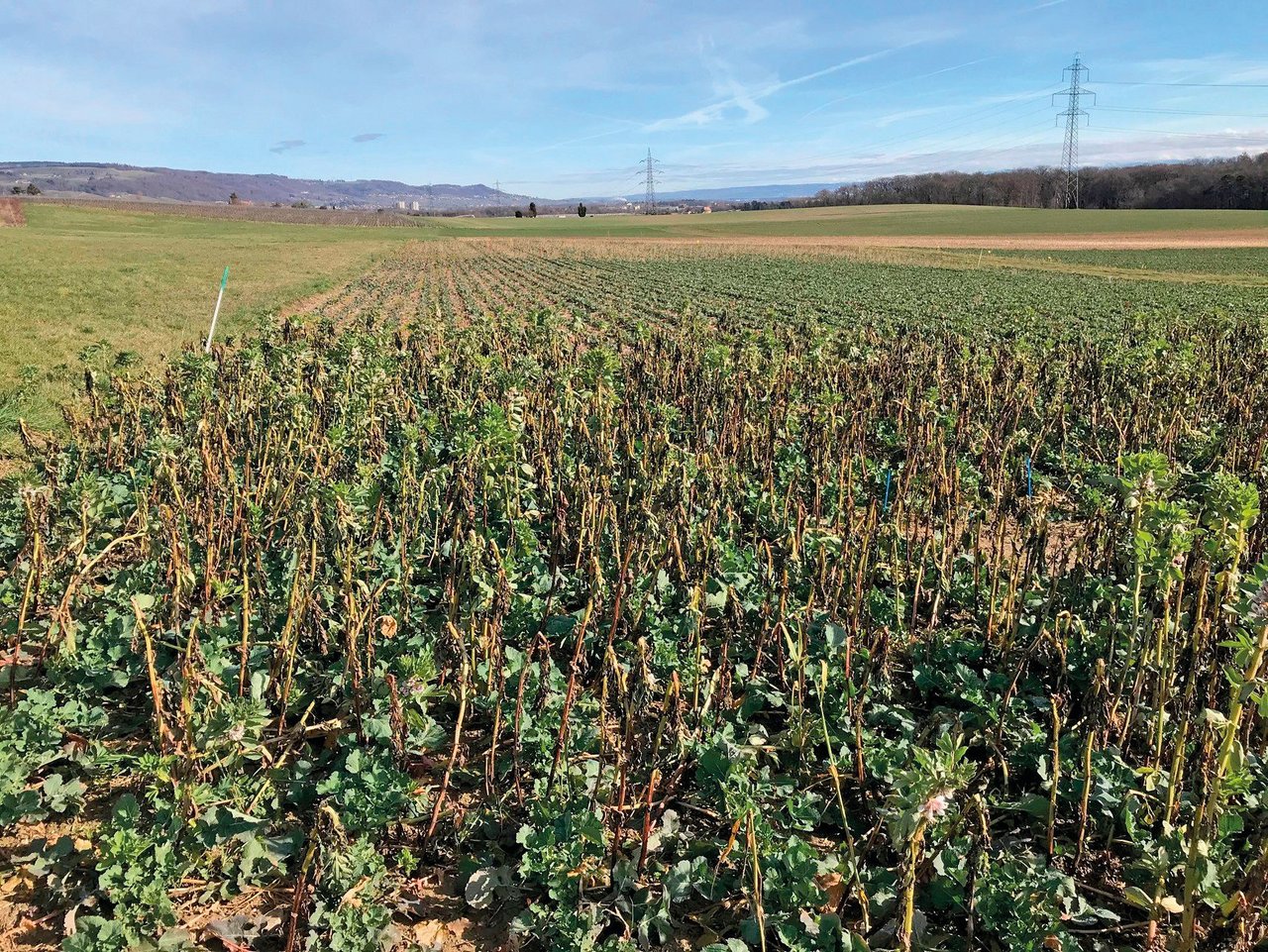 Raps-Untersaat mit der Begleitpflanze Ackerbohnen am Ende des Winters, Kontrollparzelle mit reinem Raps im Hintergrund. (Bild: Agroscope, I. Hiltpold)