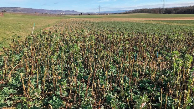 Agroscope: Raps mit Untersaat ist ein vielversprechender Ansatz für den Pflanzenschutz Raps-Untersaat mit der Begleitpflanze Ackerbohnen am Ende des Winters, Kontrollparzelle mit reinem Raps im Hintergrund. (Bild: Agroscope, I. Hiltpold)
