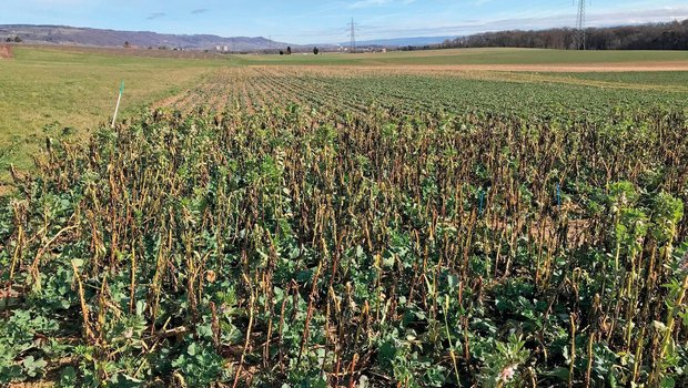 Raps-Untersaat mit der Begleitpflanze Ackerbohnen am Ende des Winters, Kontrollparzelle mit reinem Raps im Hintergrund. (Bild: Agroscope, I. Hiltpold)